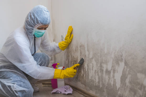 Best White Mold Remediation in Kingsland, GA