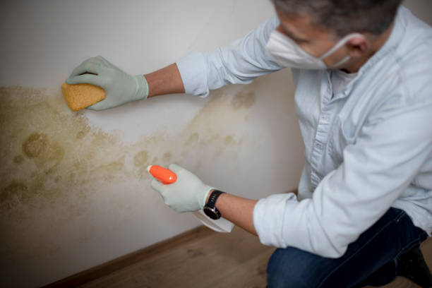 Best Attic Mold Remediation in Kingsland, GA